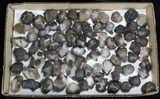 Natural Chalcedony Nodules Wholesale Lot - Pieces #61818-1